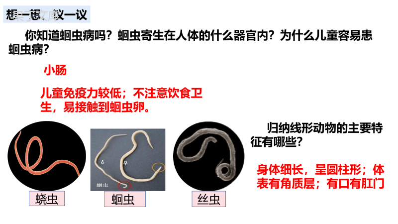 1.1.2--线形动物和环节动物