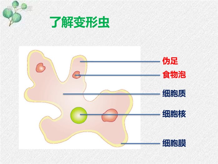 2.3.2细胞是生命活动的单位