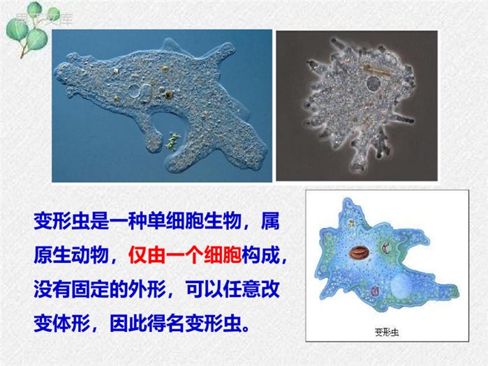 2.3.2细胞是生命活动的单位