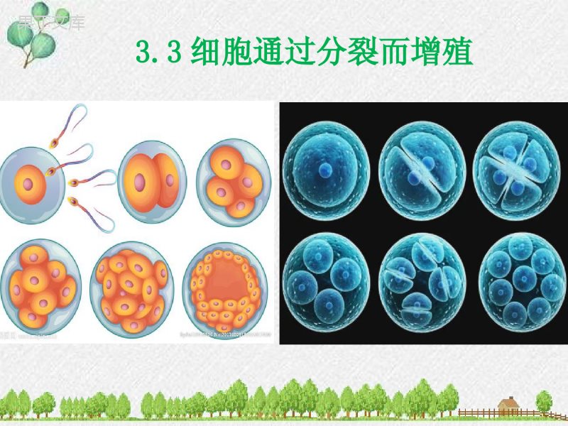 3.3-细胞通过分裂而增殖