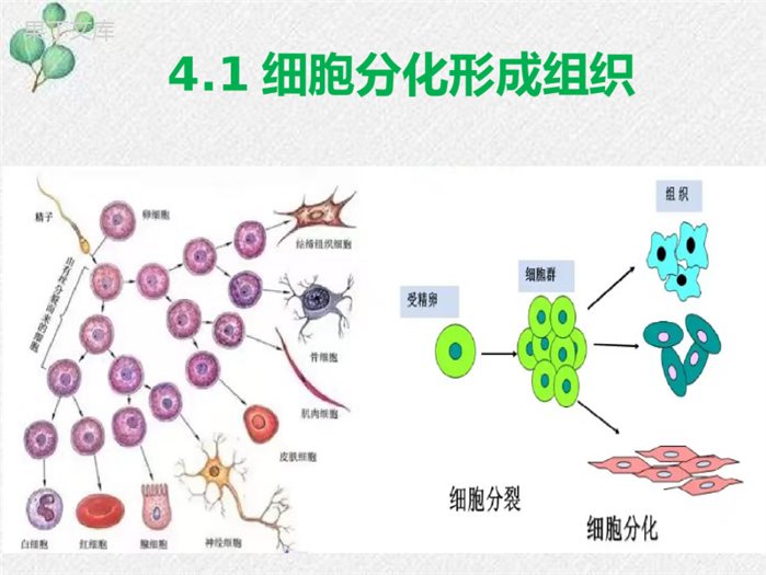 4.1-细胞分化形成组织