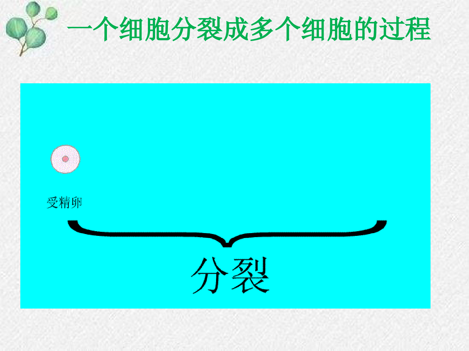 4.1-细胞分化形成组织