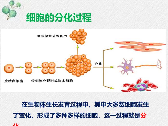 4.1-细胞分化形成组织