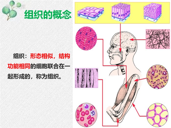 4.1-细胞分化形成组织