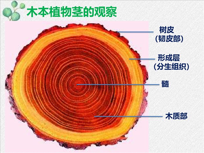 5.5-运输作用