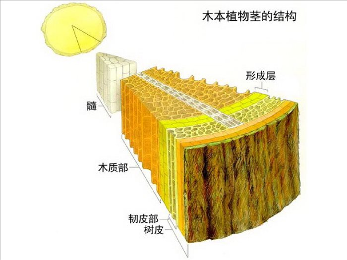 5.5-运输作用