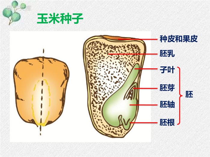 6.1-种子萌发形成幼苗