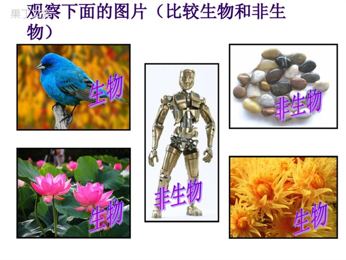 人教版七年级生物(上)1.1.1生物的特征课件