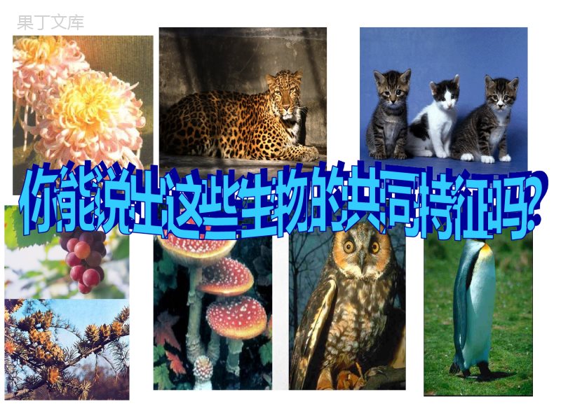 人教版七年级生物(上)1.1.1生物的特征课件