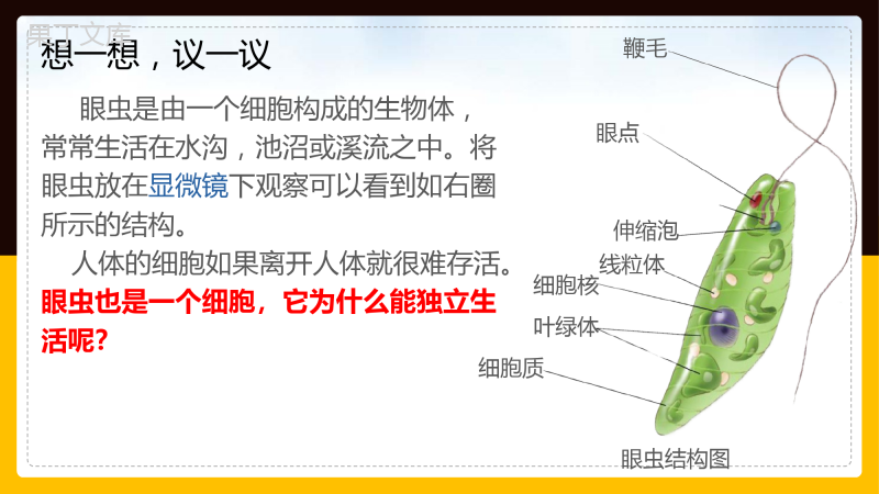 单细胞生物-2022-2023学年上学期七年级生物名师精讲课件(人教版七上)