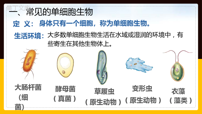 单细胞生物-2022-2023学年上学期七年级生物名师精讲课件(人教版七上)