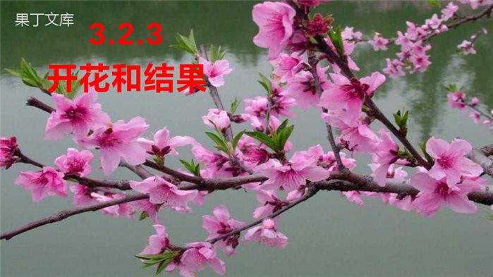 开花和结果-2022-2023学年七年级生物上学期同步优质课件(人教版)