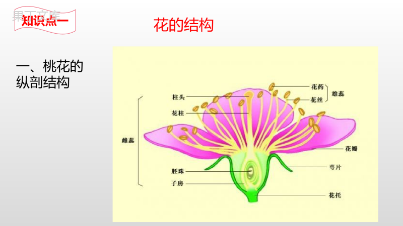 开花和结果-2022-2023学年七年级生物上学期同步优质课件(人教版)