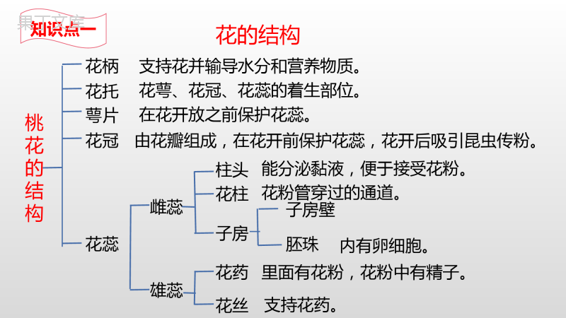 开花和结果-2022-2023学年七年级生物上学期同步优质课件(人教版)