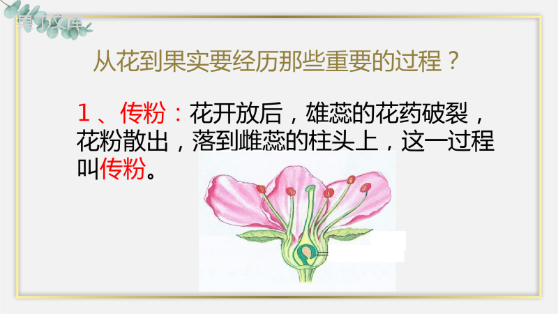 植物的开花和结果(第二课时)(精讲课件)-2022-2023学年七年级生物上册同步精品课堂(苏教版)