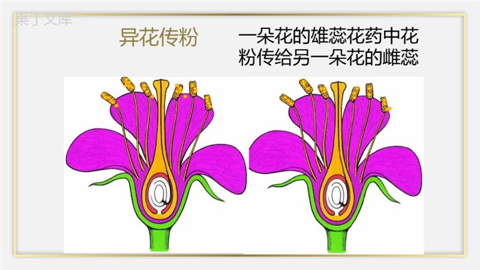 植物的开花和结果(第二课时)(精讲课件)-2022-2023学年七年级生物上册同步精品课堂(苏教版)