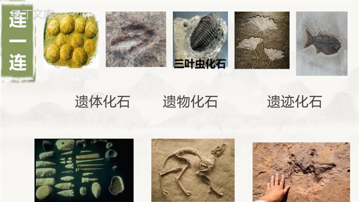 生物进化的历程(精讲课件)-2022-2023学年八年级生物上册同步精品课堂(苏教版)