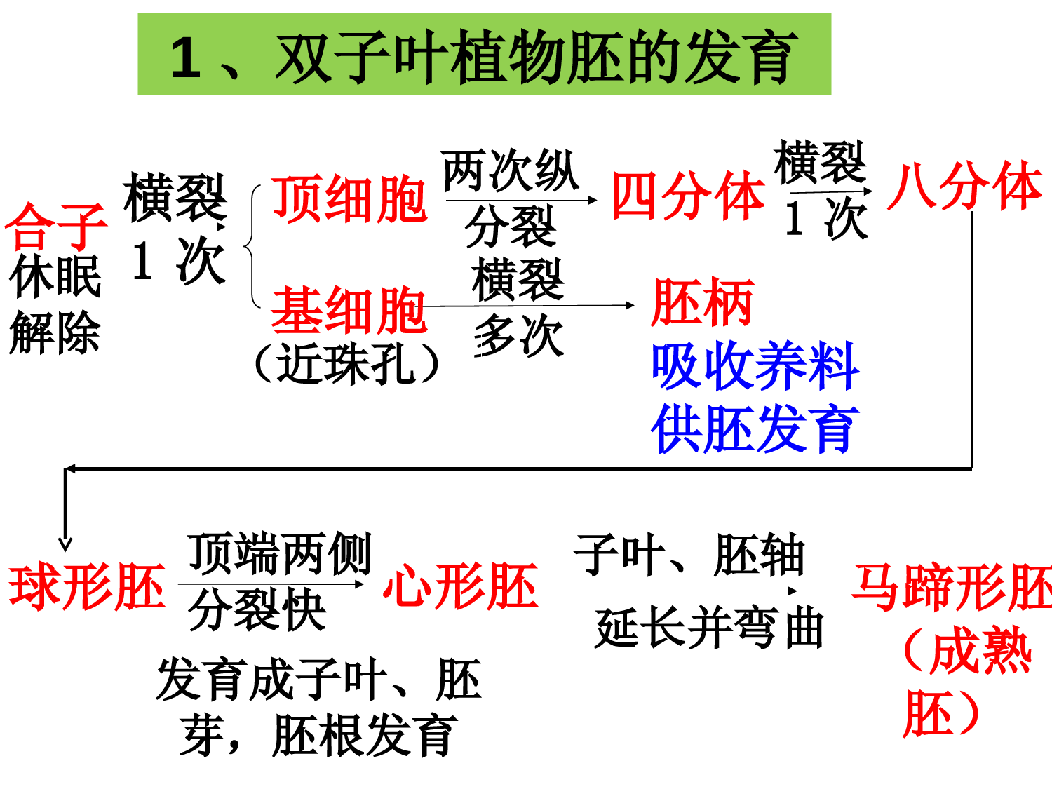 种皮的发育