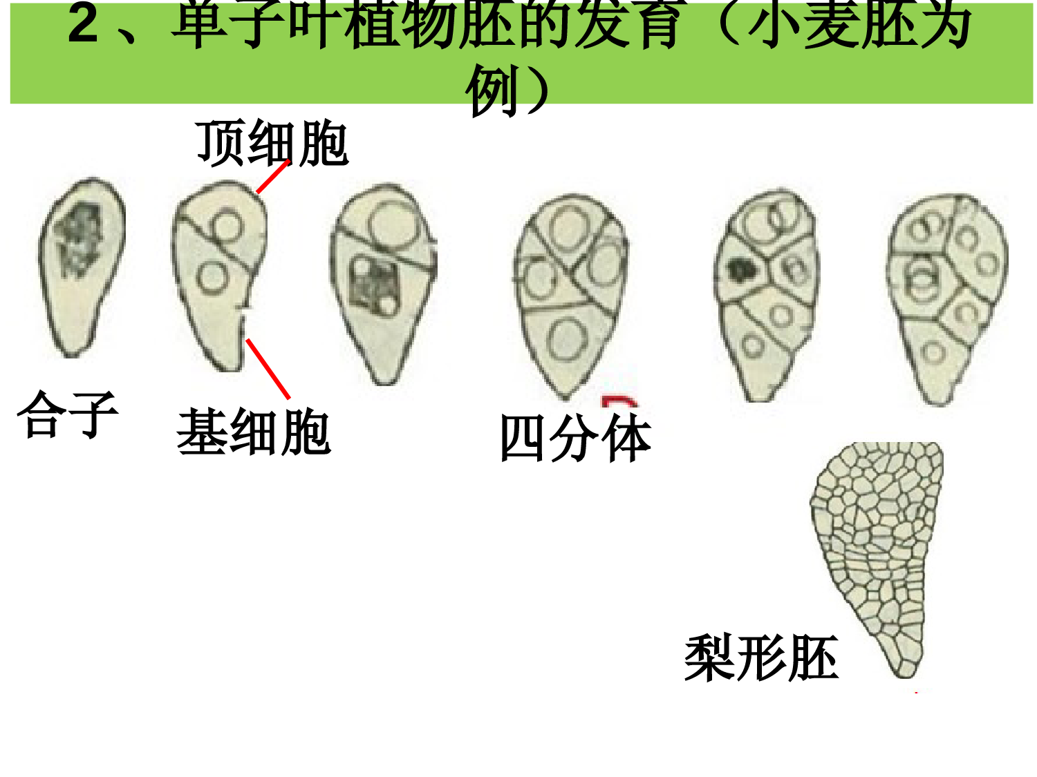 种皮的发育