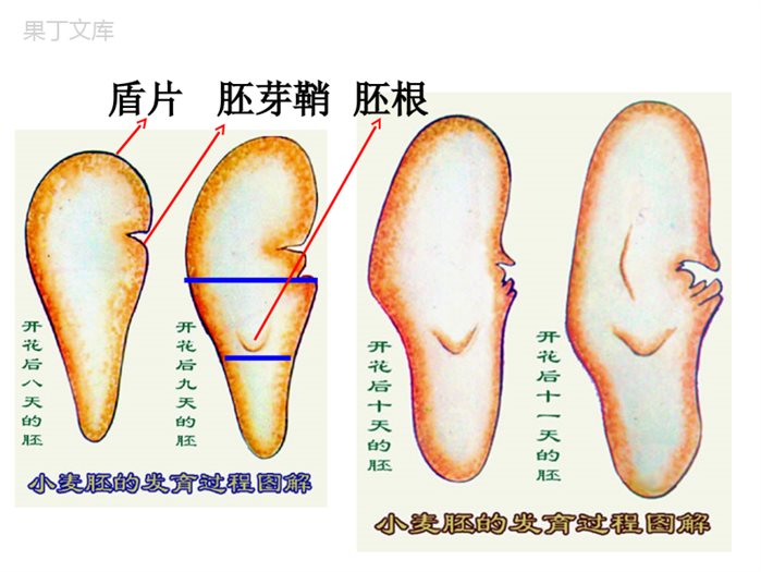 种皮的发育