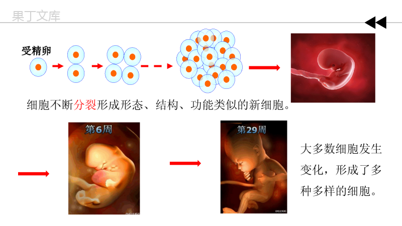 第4章第1节-细胞分化形成组织(同课异构)-2022-2023学年七年级生物上册同步课件(北师大版)