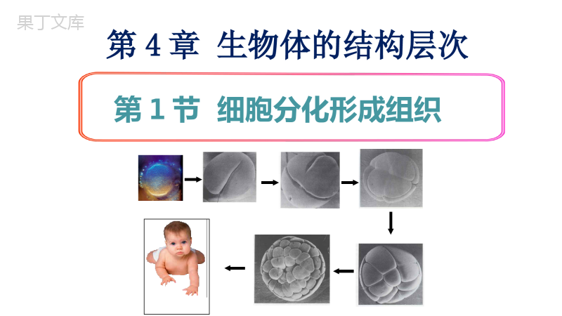 第4章第1节-细胞分化形成组织(同课异构)-2022-2023学年七年级生物上册同步课件(北师大版)