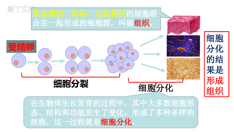 第4章第1节-细胞分化形成组织(同课异构)-2022-2023学年七年级生物上册同步课件(北师大版)