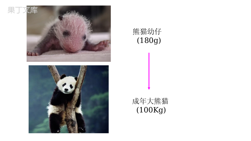 第二单元第二章第一节-细胞通过分裂产生新细胞-七年级上册生物同步备课精制课件(人教版)