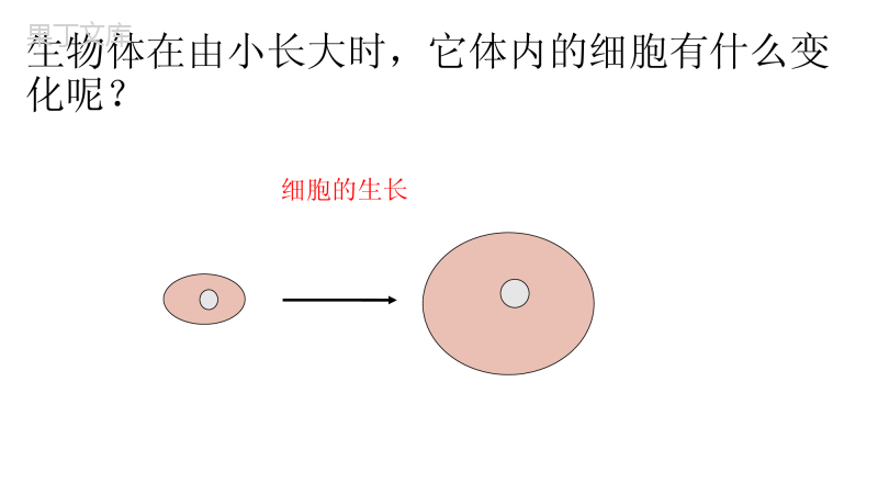 第二单元第二章第一节-细胞通过分裂产生新细胞-七年级上册生物同步备课精制课件(人教版)