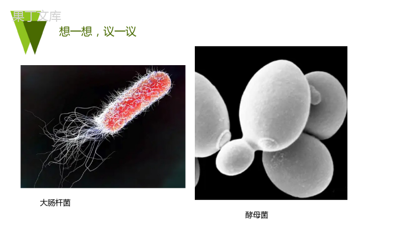 第二单元第二章第四节-单细胞生物-2022-2023学年七年级上册生物同步备课精制课件(人教版)