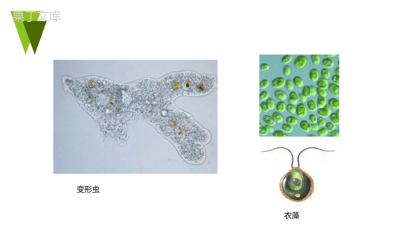 第二单元第二章第四节-单细胞生物-2022-2023学年七年级上册生物同步备课精制课件(人教版)