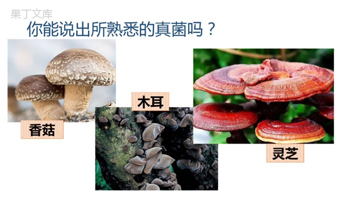 第四章第三节-真菌-2022-2023学年八年级上册生物同步备课精制课件(人教版)