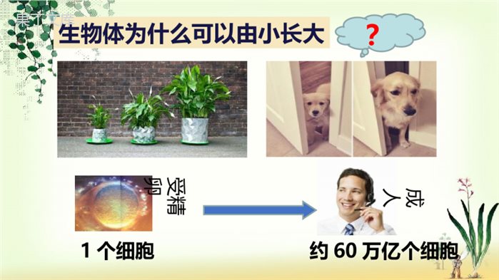 细胞的分裂和分化-2022-2023学年上学期七年级生物同步精讲课件(苏教版)