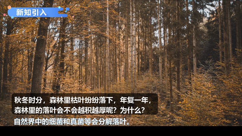 细菌和真菌在自然界中的作用-2022-2023学年八年级生物上学期同步优质课件(人教版)