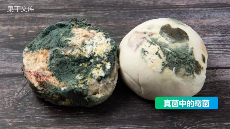 细菌和真菌的分布-2022-2023学年八年级生物上学期同步优质课件(人教版)