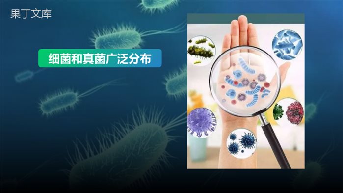 细菌和真菌的分布-2022-2023学年八年级生物上学期同步优质课件(人教版)