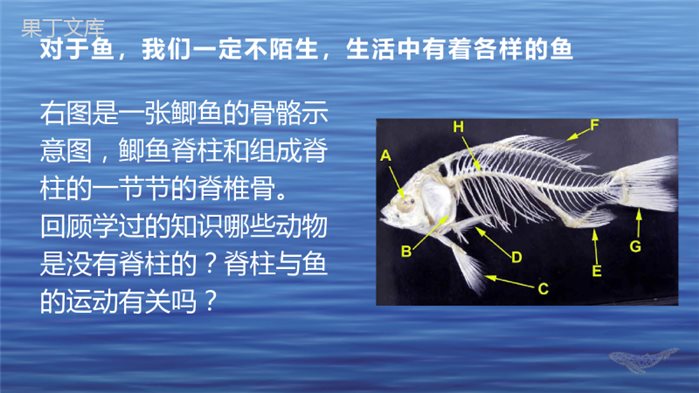 鱼(上课用)-2022-2023学年八年级生物上学期同步精品课件(人教版)