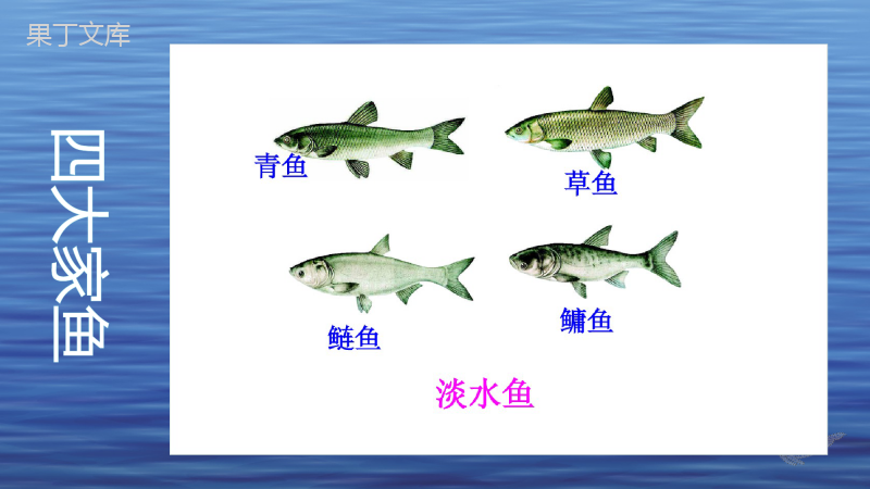 鱼(上课用)-2022-2023学年八年级生物上学期同步精品课件(人教版)