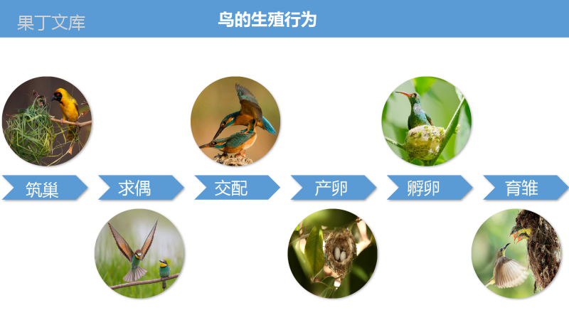 21-5-鸟类的生殖和发育-2022-2023学年八年级生物下册优质课件(苏教版八年级下册)