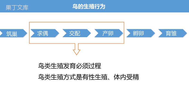 21-5-鸟类的生殖和发育-2022-2023学年八年级生物下册优质课件(苏教版八年级下册)