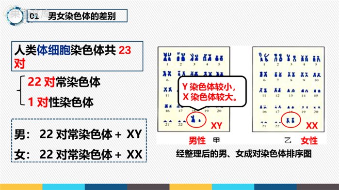 7-2-4-人的性别遗传-2022-2023学年八年级生物下学期同步精品课件(人教版)