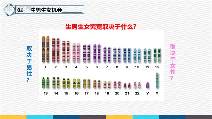 7-2-4-人的性别遗传-2022-2023学年八年级生物下学期同步精品课件(人教版)