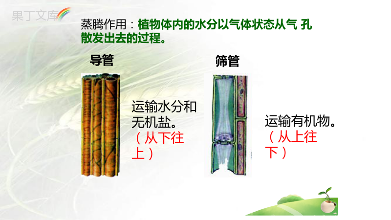 专题05+绿色植物的蒸腾作用、光合作用和呼吸作用-备战2023年中考生物一轮复习考点帮(全国通用)