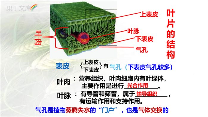 专题05+绿色植物的蒸腾作用、光合作用和呼吸作用-备战2023年中考生物一轮复习考点帮(全国通用)