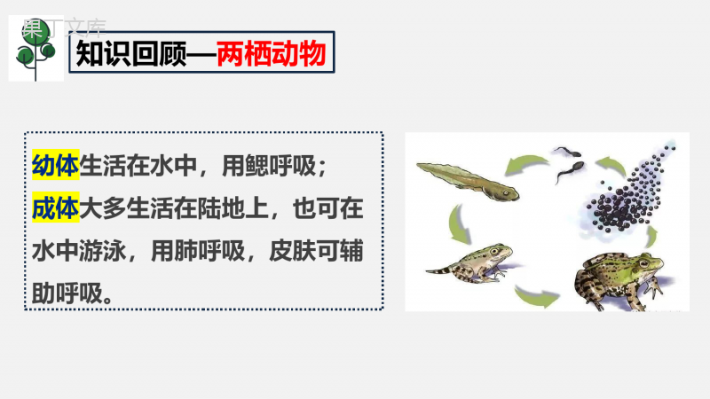 两栖动物的生殖和发育-2022-2023学年八年级生物下学期同步精品课件(人教版)