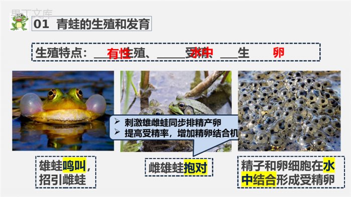 两栖动物的生殖和发育-2022-2023学年八年级生物下学期同步精品课件(人教版)