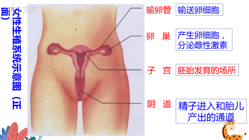 人的生殖(二)-2022-2023学年七年级生物下册同步教学优质课件(人教版)