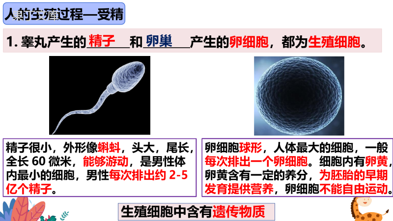 人的生殖(二)-2022-2023学年七年级生物下册同步教学优质课件(人教版)