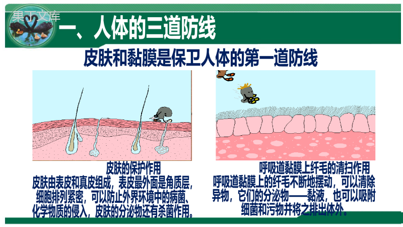 免疫和计划免疫(课件)-2022-2023学年八年级生物同步课件精讲+习题精练(人教版八年级下册)