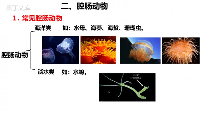 动物的主要类群(第1课时)(课件)-2022-2023学年八年级生物下册同步精品课堂(北师大版)